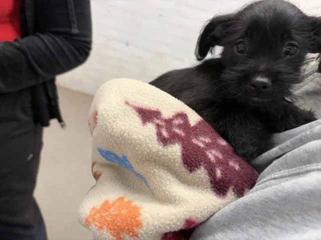 Greta - Terrier