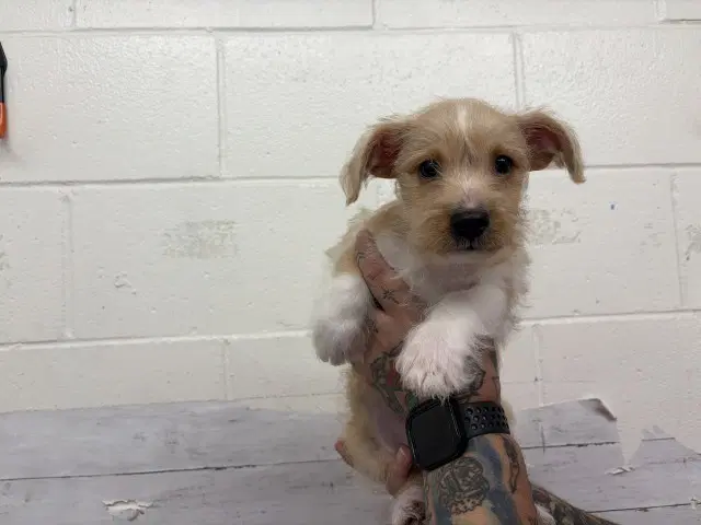 Rubio - Terrier