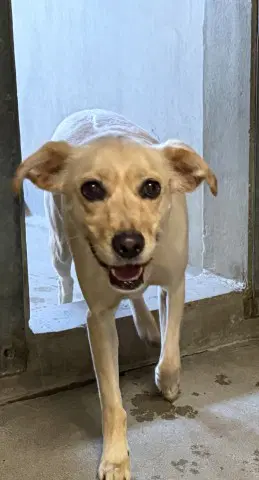 Brian - Chihuahua