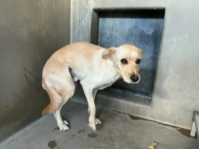 Brian - Chihuahua