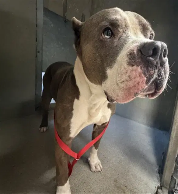 Mark - Pit Bull Terrier