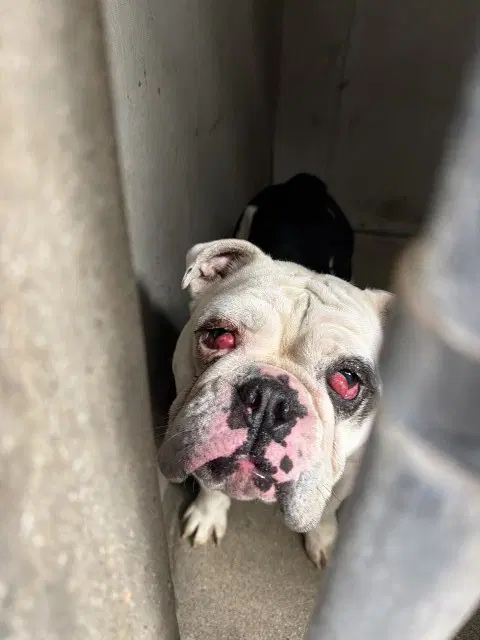 Layla - English Bulldog