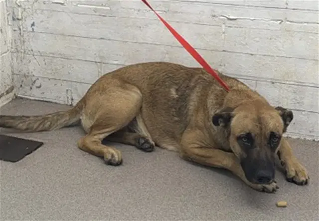 Tulip - Belgian Shepherd Malinois