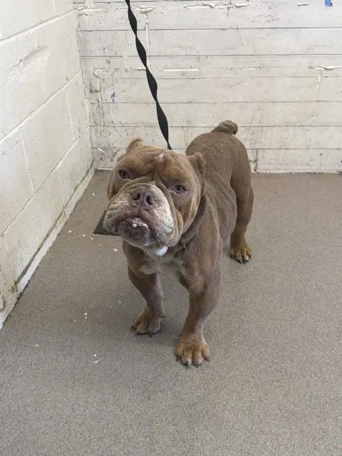 Chowder - Bulldog