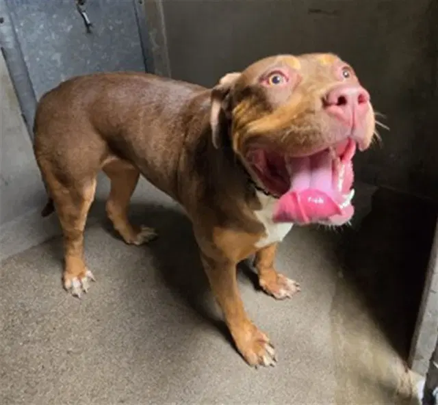 Liliana - Pit Bull Terrier