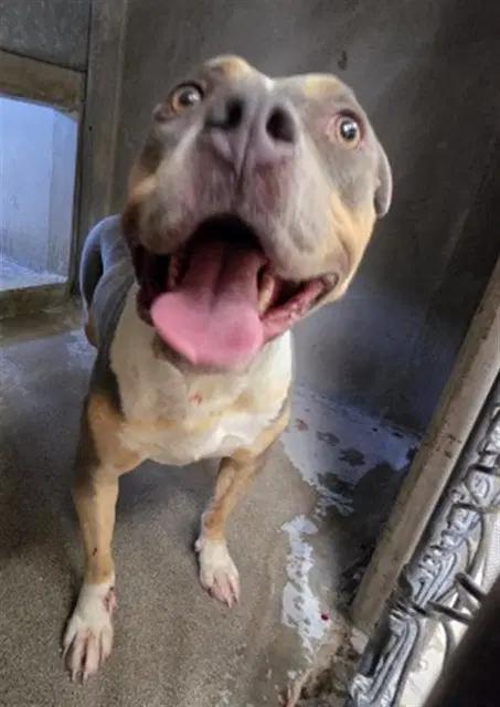 Scarlett - Pit Bull Terrier