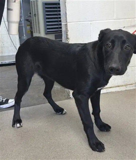Aubrey - Flat-coated Retriever