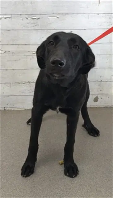 Leilani - Flat-coated Retriever