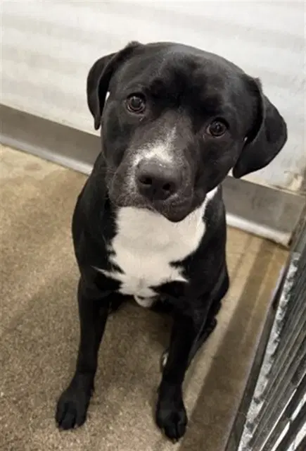 Nikolai - Pit Bull Terrier