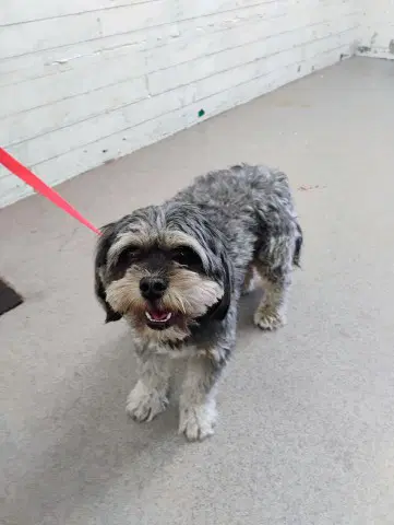 Dante - Terrier