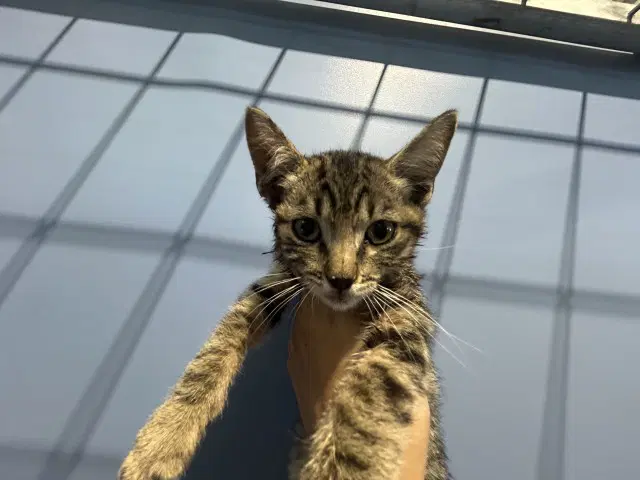Kimchi - Domestic Short Hair