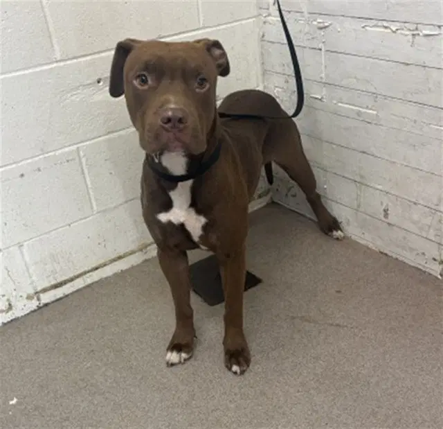 Oliver - Pit Bull Terrier