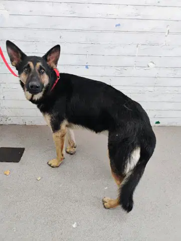 Johnny Bravo - German Shepherd Dog