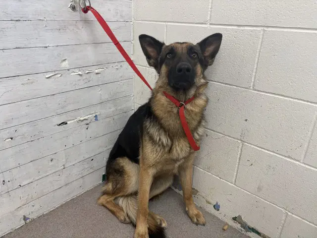 Ivy - German Shepherd Dog