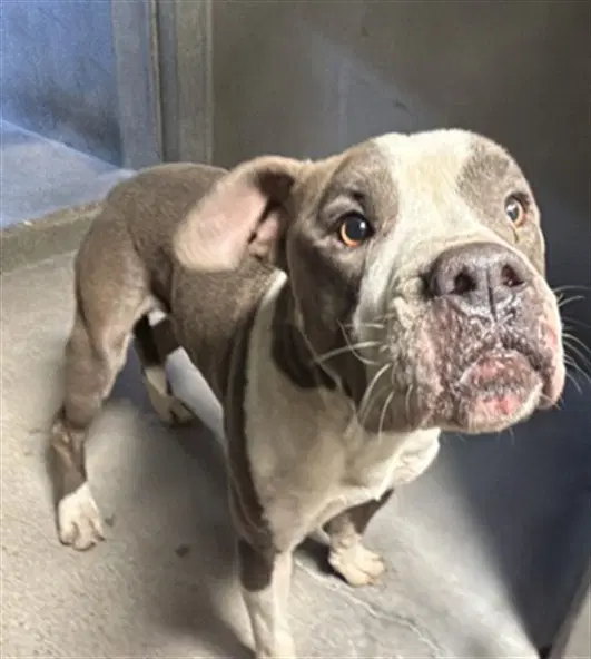 Phineas - Pit Bull Terrier