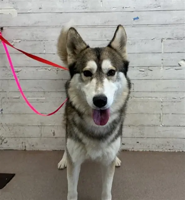 Mojo Jojo - Siberian Husky