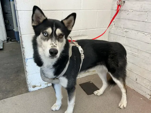 River - Siberian Husky
