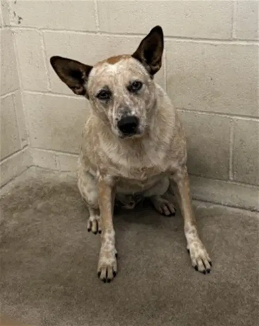 Toby - Australian Cattle Dog/Blue Heeler