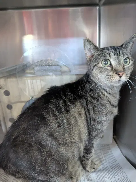 Unknown - Domestic Short Hair