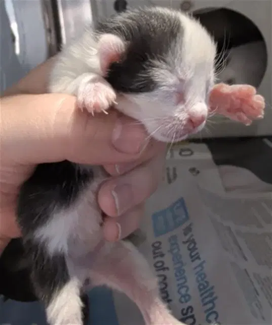 Unknown - Domestic Short Hair