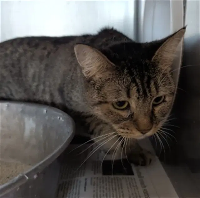 Unknown - Domestic Short Hair