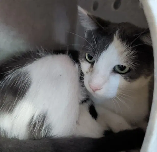 Unknown - Domestic Short Hair