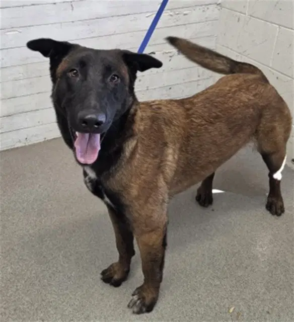 Meljoy - Belgian Shepherd Malinois
