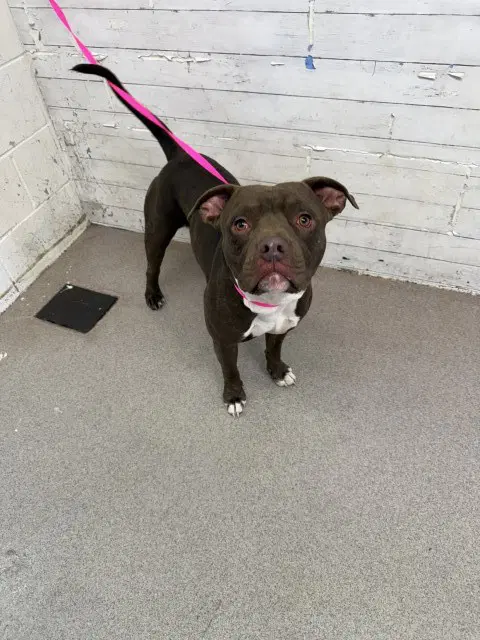Rex - Pit Bull Terrier