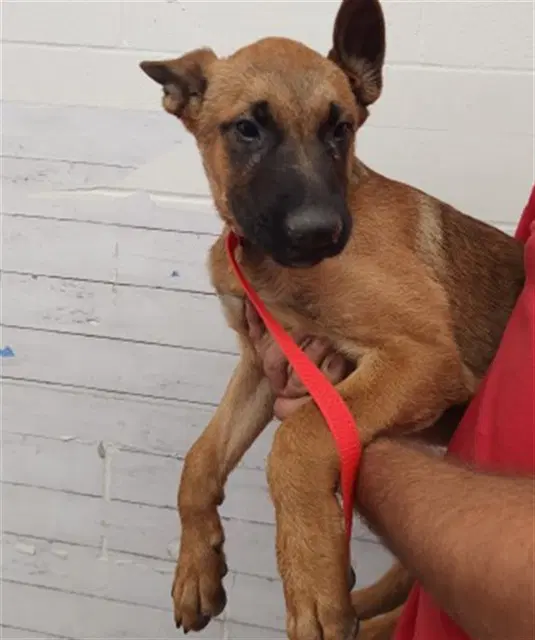 Gary - Belgian Shepherd Malinois