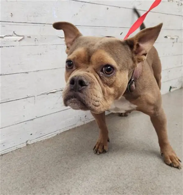 Katie - French Bulldog
