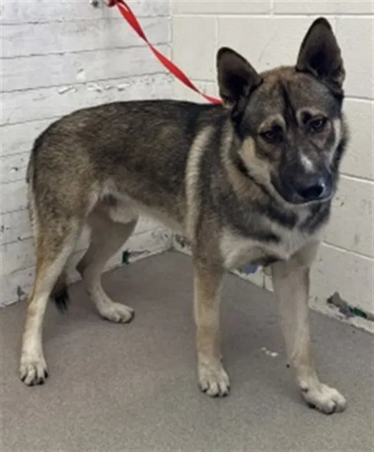 Dalie - German Shepherd Dog
