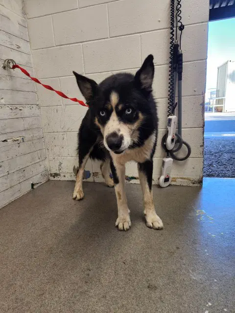 Frankie - Siberian Husky