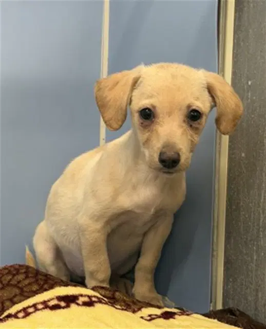 Vanilla Bean - Chihuahua