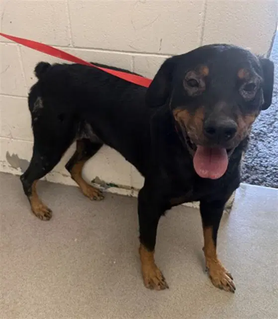 Jess - Rottweiler