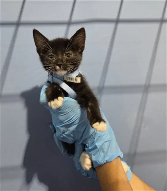 Yoshi - Domestic Short Hair