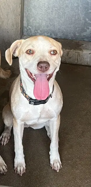 Eloise - Pit Bull Terrier