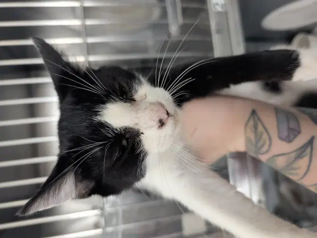 Riley - Domestic Short Hair