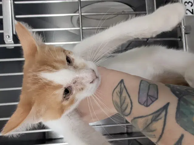 Sunny - Domestic Short Hair