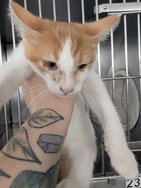 Sunny - Domestic Short Hair