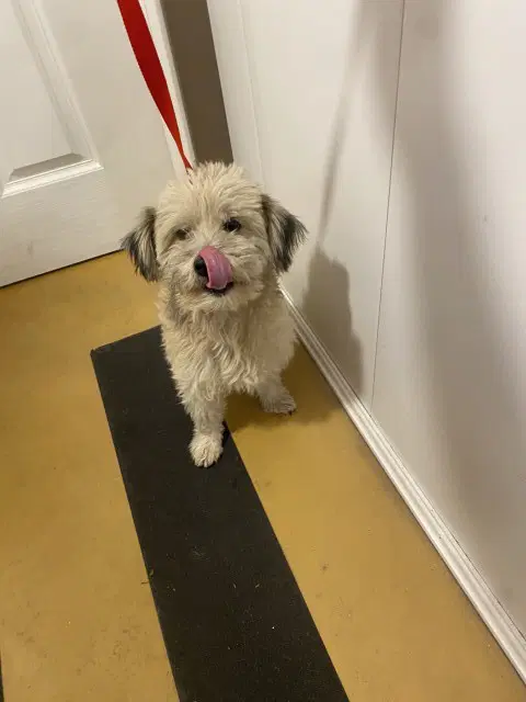 Benson - Poodle (Miniature)