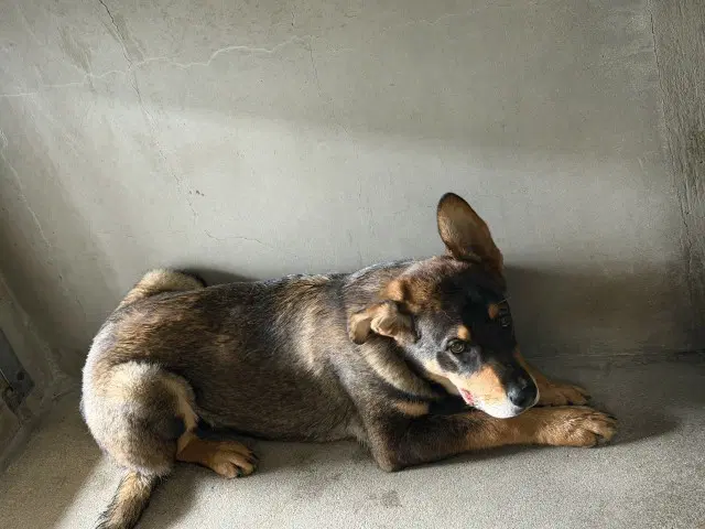 Phil - German Shepherd Dog