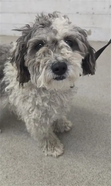 Nelson - Shih Tzu