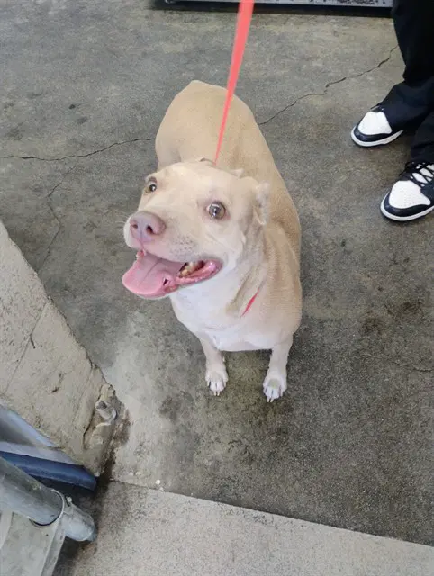 Opal - Pit Bull Terrier