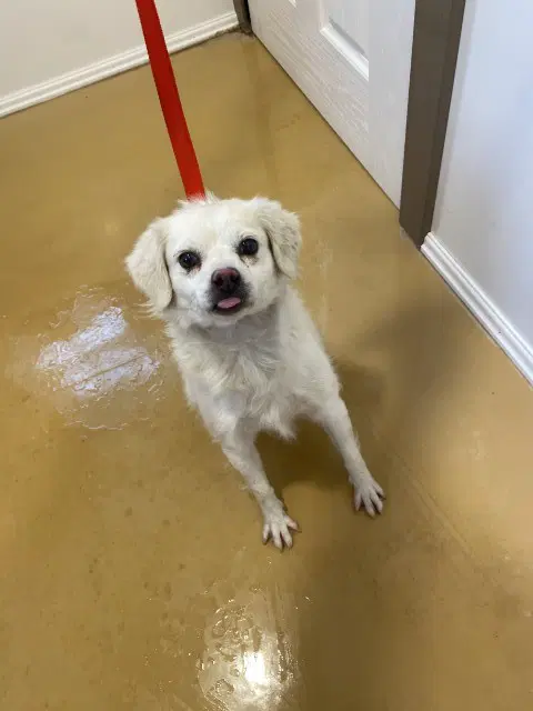 Larry - Chihuahua