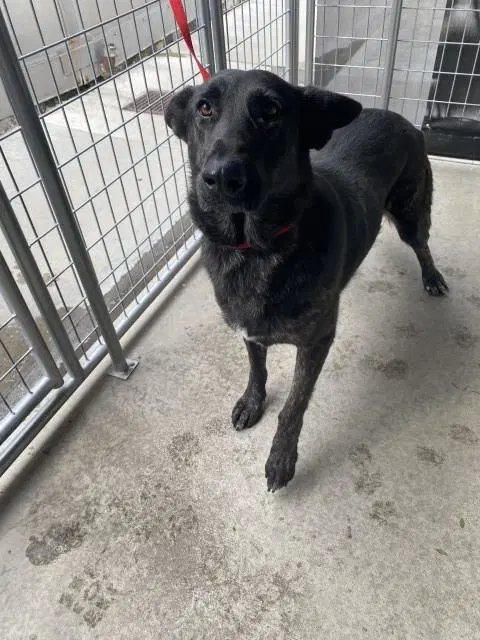 Hilda - German Shepherd Dog
