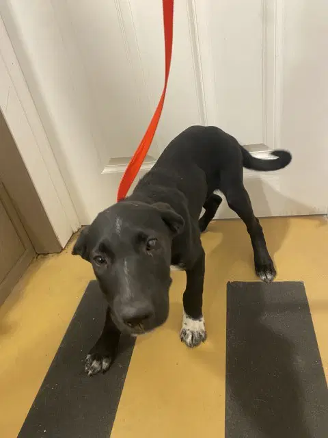 Calvin - Pit Bull Terrier