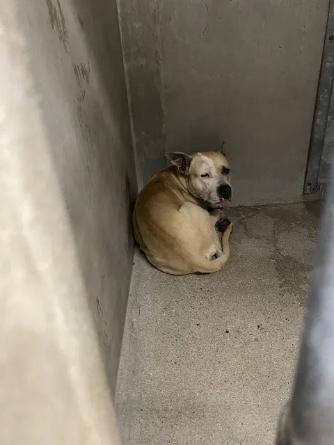 Bruce - Pit Bull Terrier