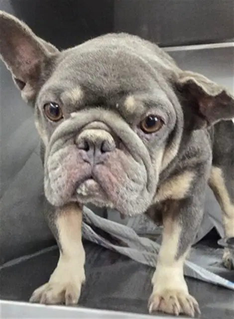Greta - French Bulldog