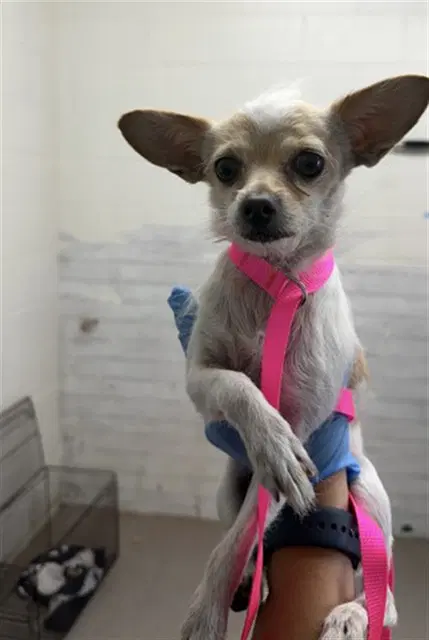 Ruthie - Chihuahua
