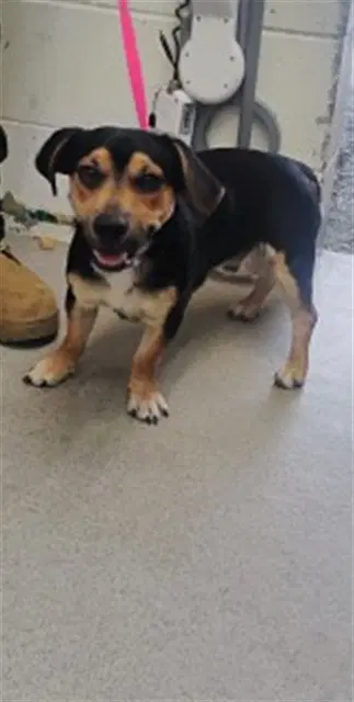 Opie - Chihuahua
